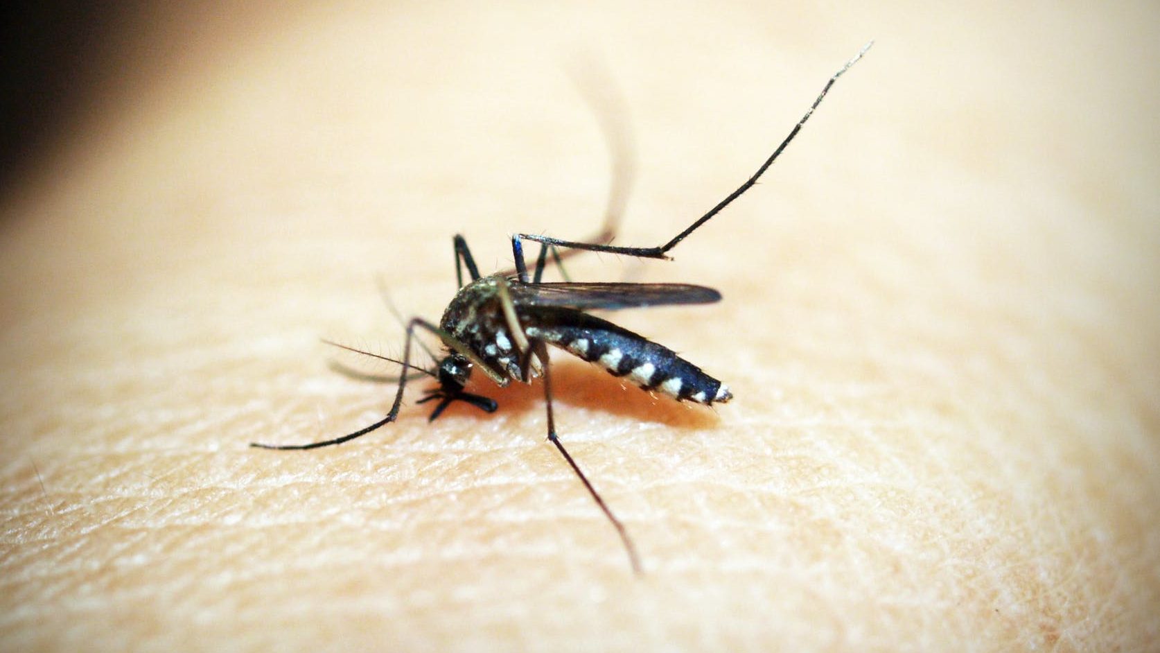 赤ちゃんが蚊に刺されたらやるべきことのイメージ画像1